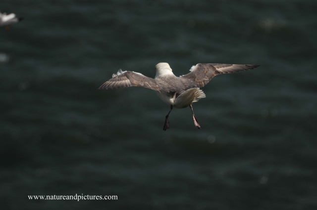 farne islands. bempton cliffs-18.JPG - FULMAR - BEMPTON CLIFFS - - 2005